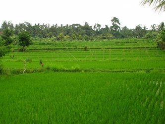 ricefields_siam_thailand